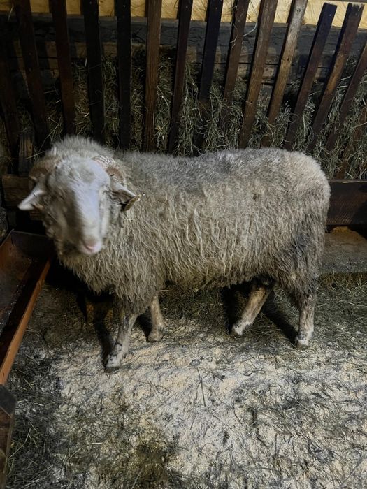 Vând berbecuț de 9 luni