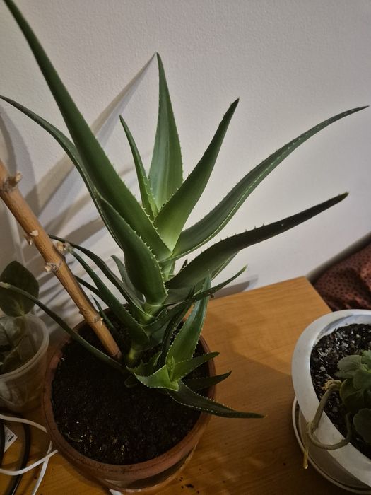 Алое вера  цвете