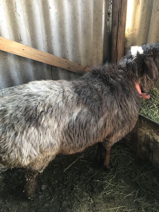 Продам кочкар каскелен