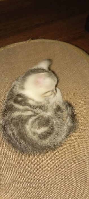 Скотиш страйт 1,5 месяцев .
