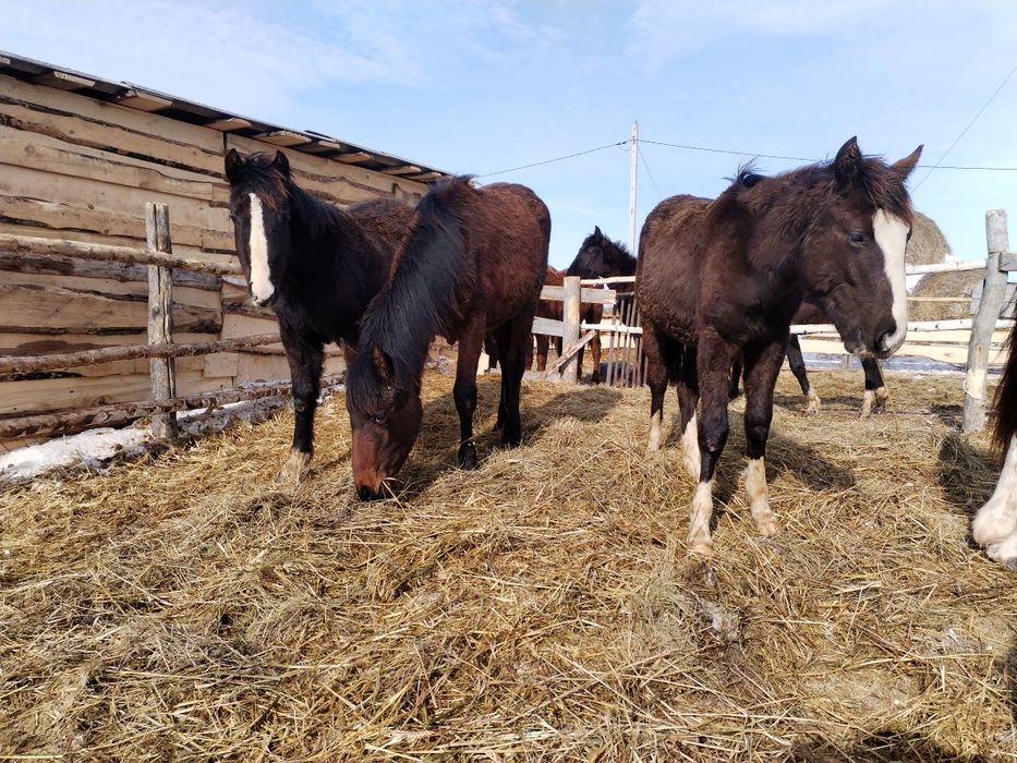 Продам 4 жеребят (кобылки)