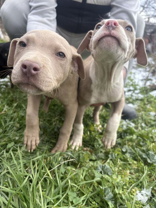 Продавам питбули на 65 дни