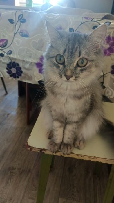 Пропала кошка серая пушистые хвосты у кошки.