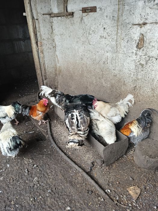 Продам Петухов домашних