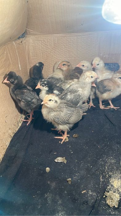 Двух недельные цыплята