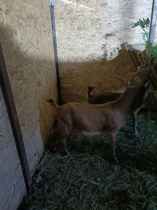Vând 2 ieduțe...