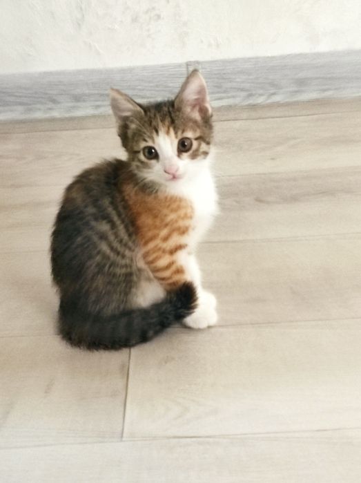 СРОЧНО! Котята в добрые руки