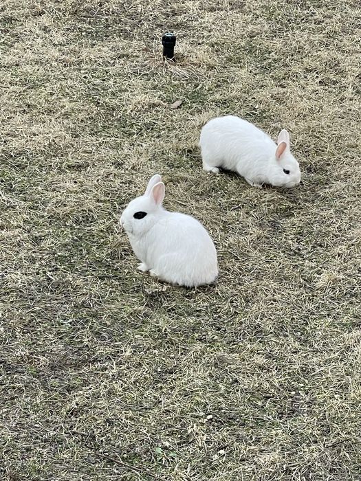 Zotli quyonlar sotiladi sogʻlom honaki juda chiroyli yosh quyonchalar