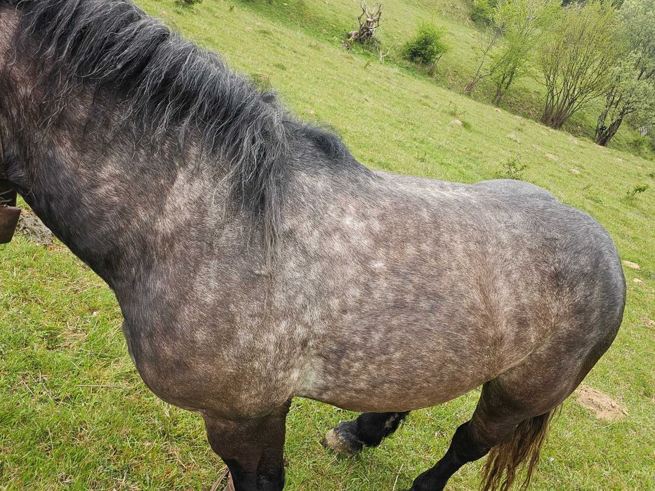 Vand manz de 2/3 ani