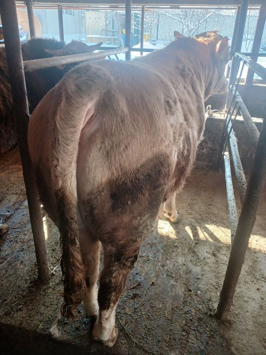 Продам 4 быка с откорма