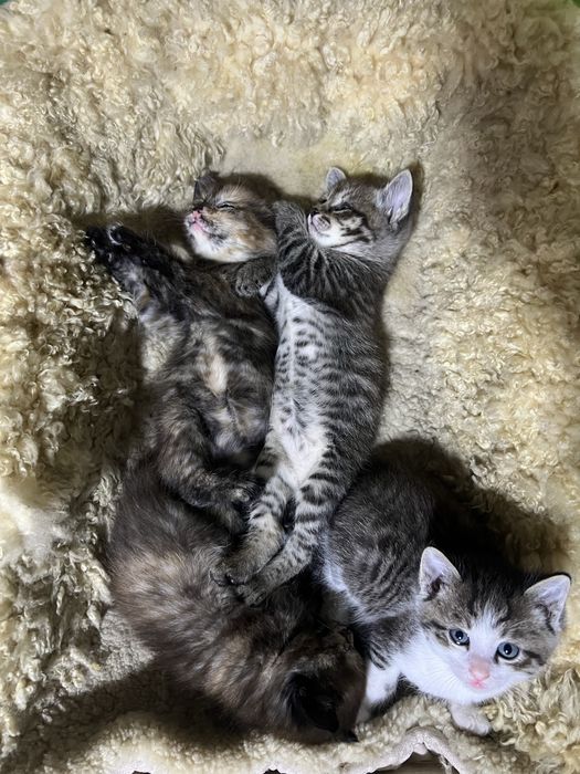 Отдам котят добрые руки