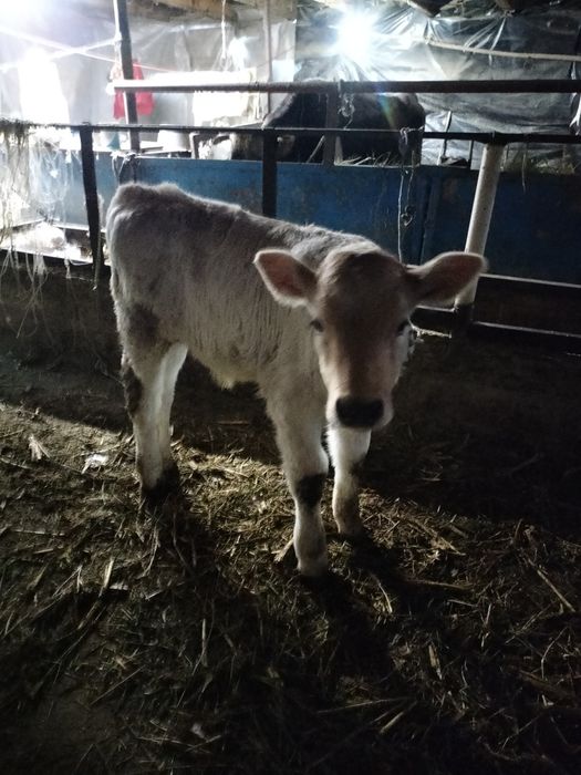 Бузаулы сиыр сатылады