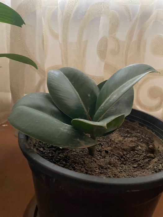 Фикус очень красивый