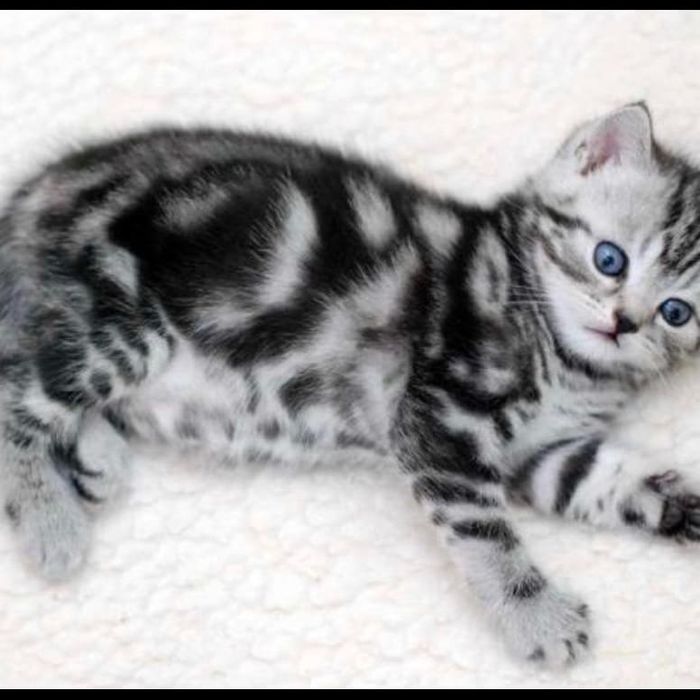 Котик и кошечка шотландские