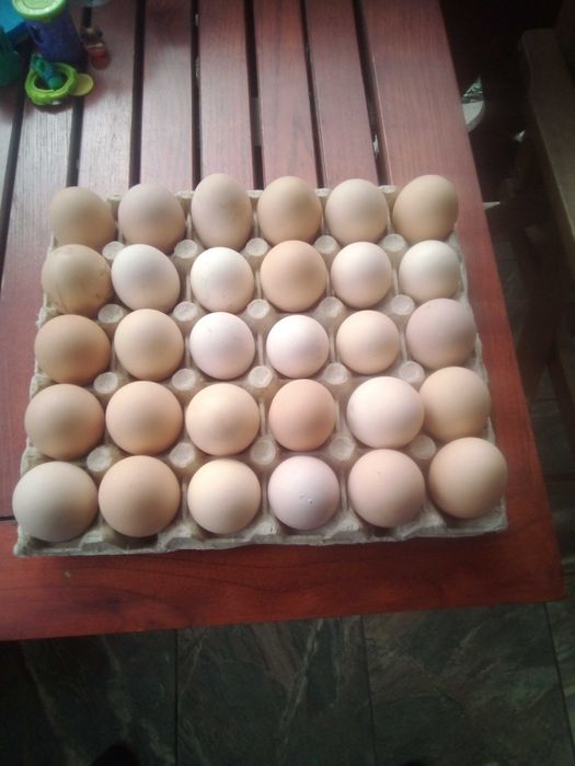Ouă de găină proaspete de vanzare