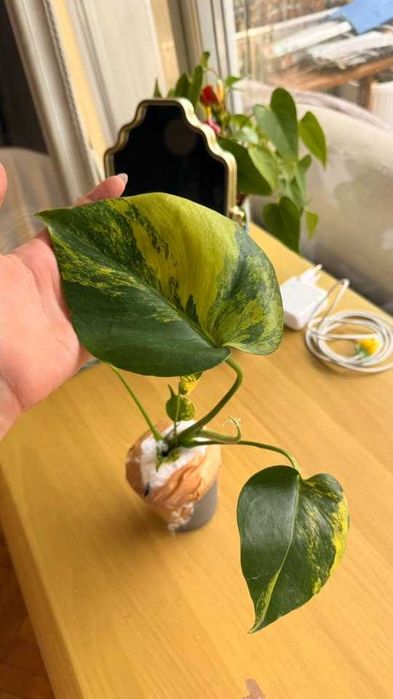 Редки Monstera и Philodendron