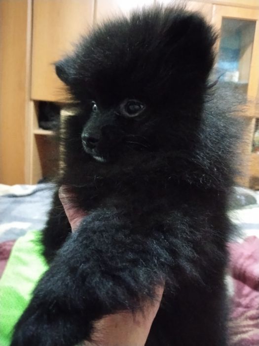 Щенок чёрного шпица.