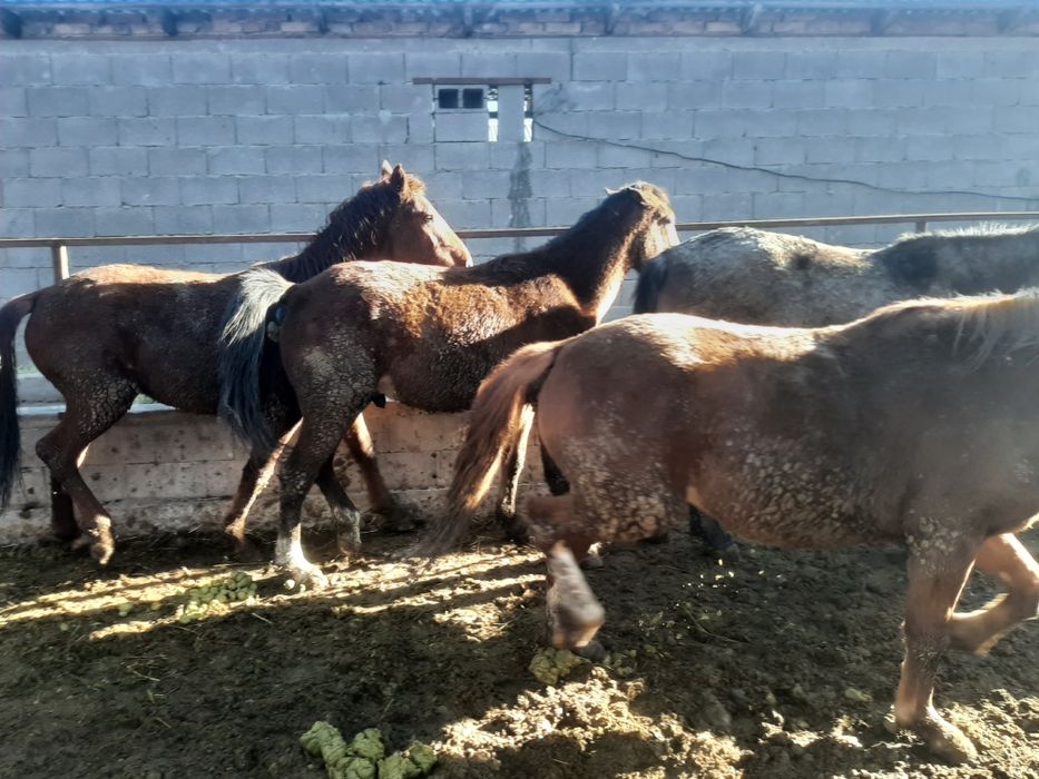 Жылқы, лошадь,айғыр