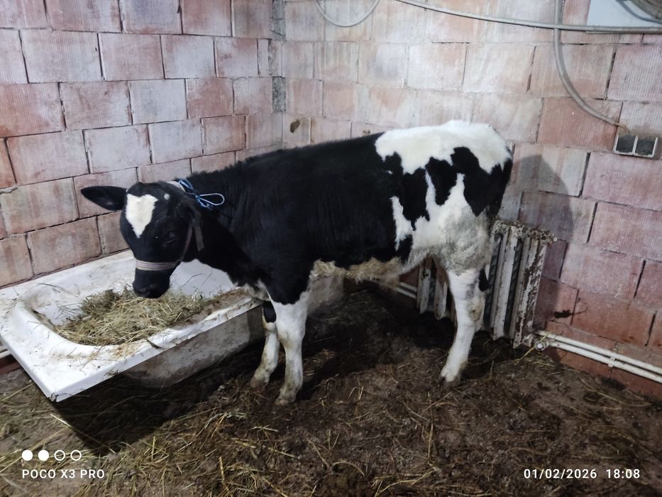 De vânzare Vițel 3.5 luni