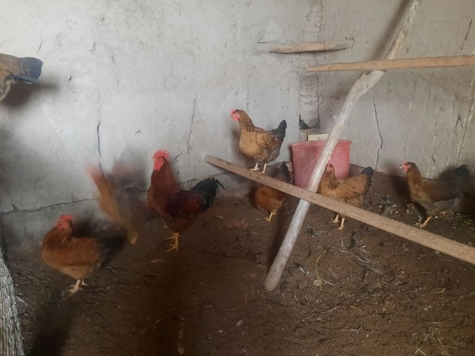 Кучинская юбилейная тухумлари