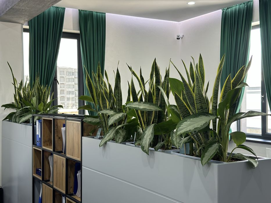 Гуллар 300.000 сўмдан бошланади — шошилинг