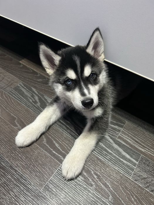 Щенок хаски мальчик