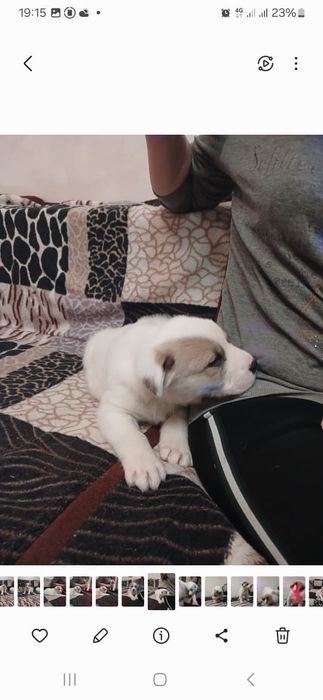 Продам щенков алабая.