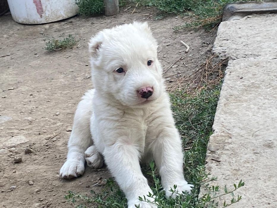 Продам щенка  алабай