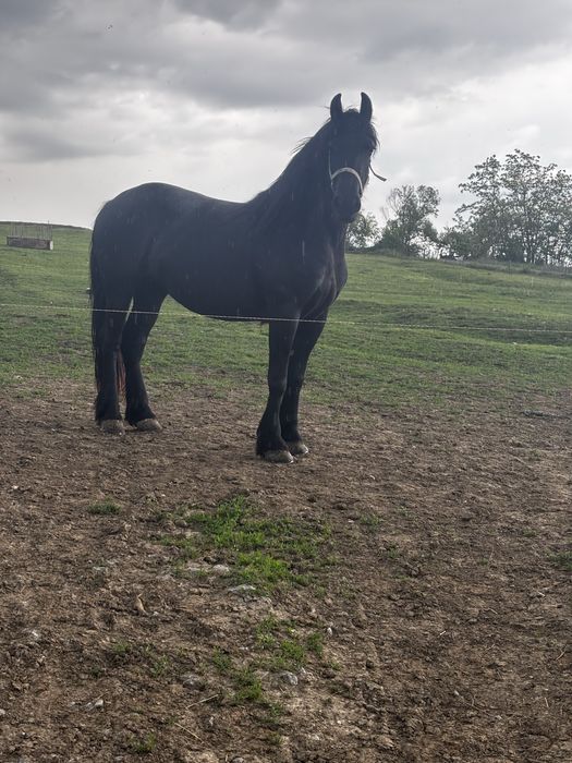 Mânza friesian gestanta