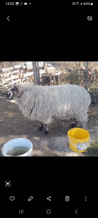 Vând oi și capre