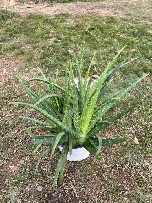 Алое вера в саксия