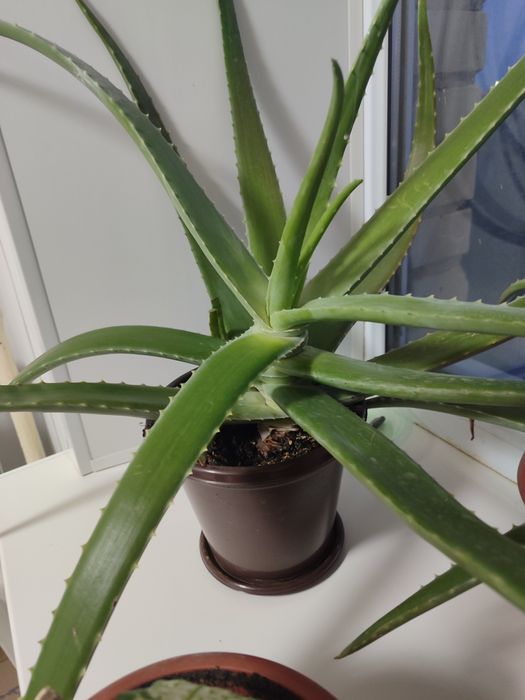 Алоэ.                            .