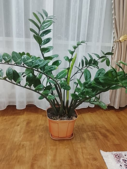 Комнатны Цветы красивый долларовы