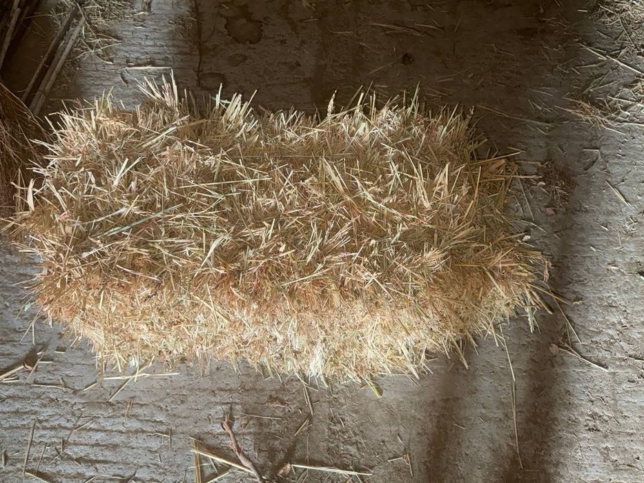 Сорго прес сотилади