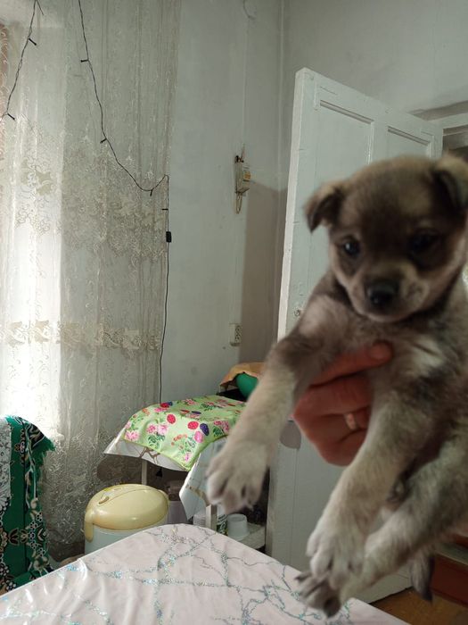 Отдам щенка в хорошие руки