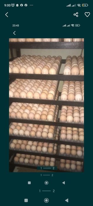 Продам яйца бройлеров привозной