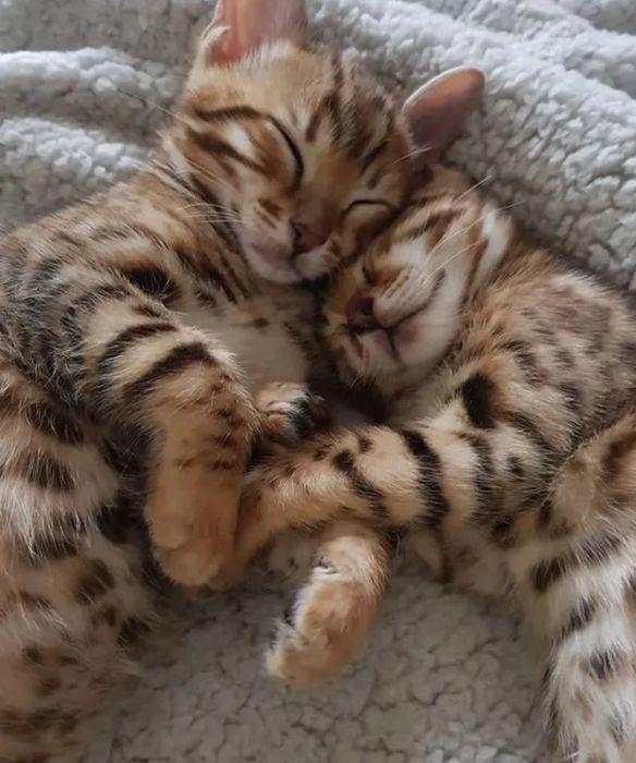 Бенгальские котята