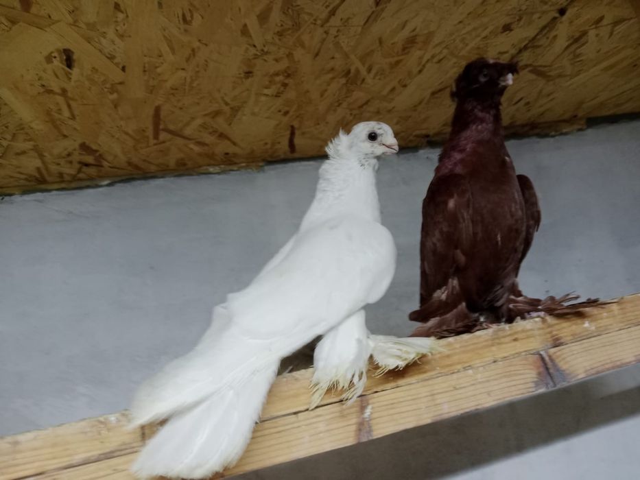 Продам    голубей