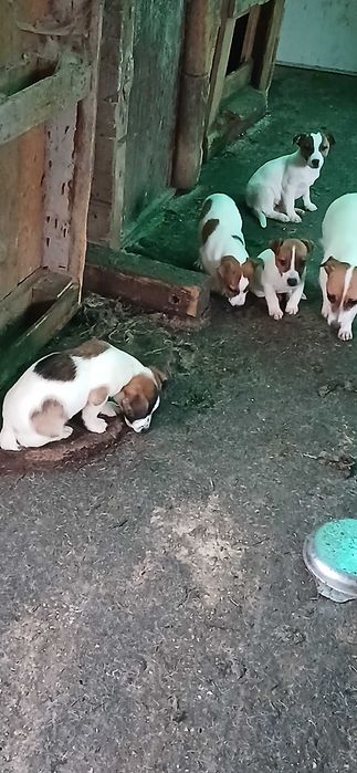 Джак ръсел! На три месеца!