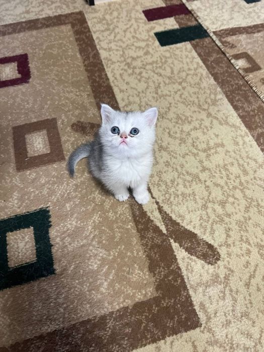 Серебристый шиншилла Шикарный чистокровный  золотая шиншилла.