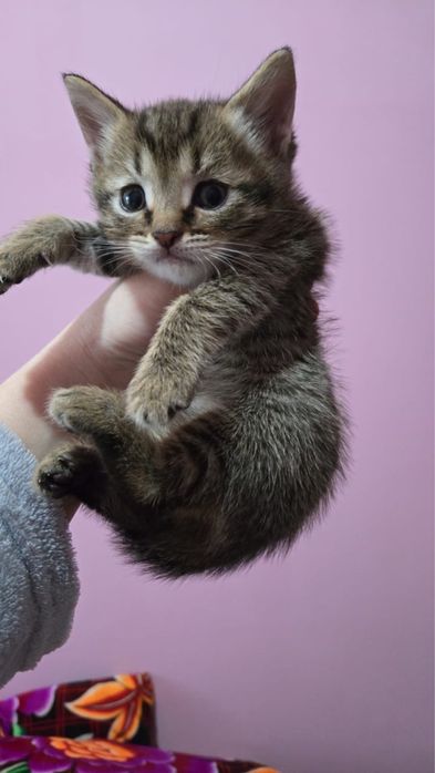 Бесплатно котята 3 мальчика