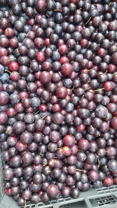 Тог Олча музлатилган | горная вишня замороженная