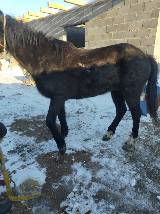 Продам лошадь 9лет