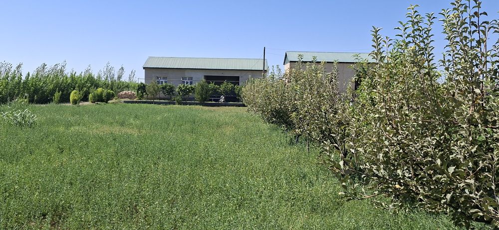 Romitan tumanida joylashgan 15 sotixli hovli tezda sotiladi.