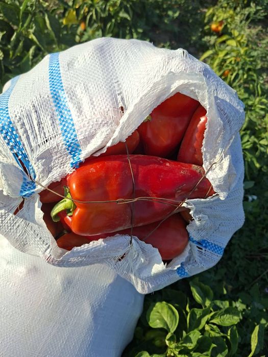 Am capia si gogoșari de vânzare