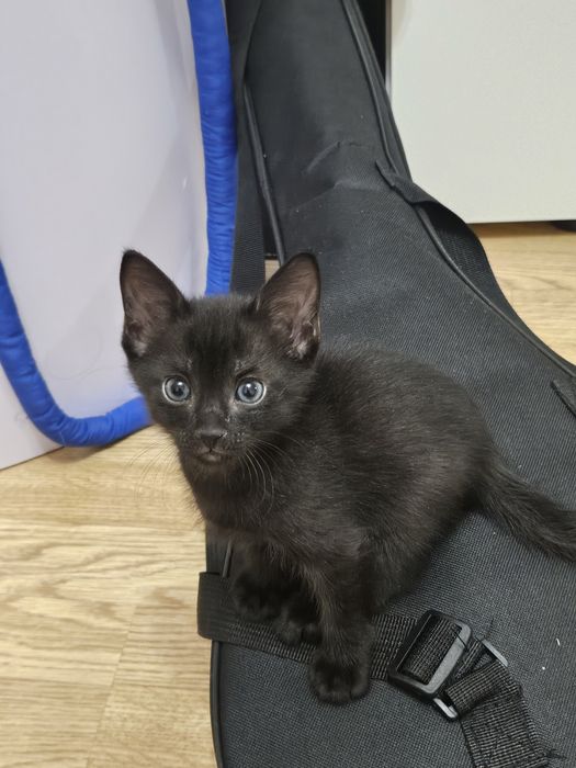 Отдам котёнка в хорошие руки девочка