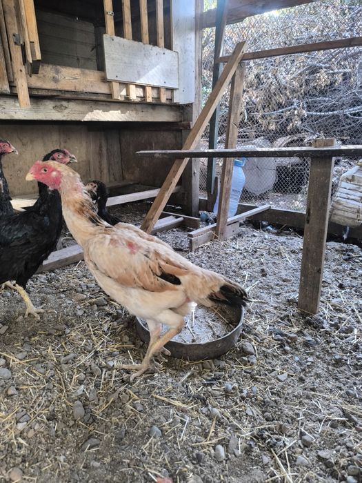 Продам курочки дакан