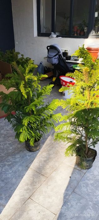 Ёлка Араукария свежий