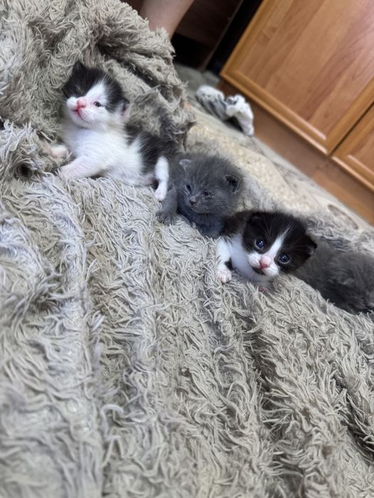 Отдам котят в добрые руки