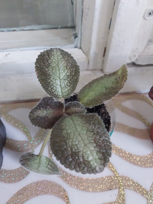 Продам комнатные цветы.